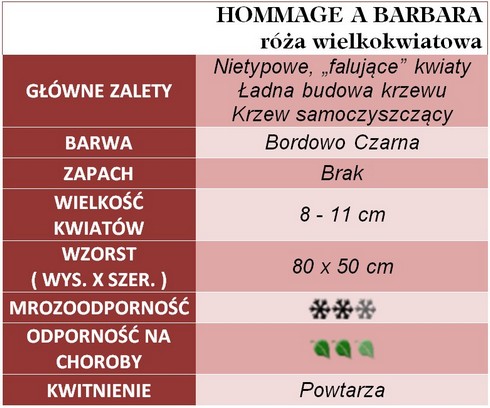 Hommage A Barbara róże wielkokwiatowe gł. zal